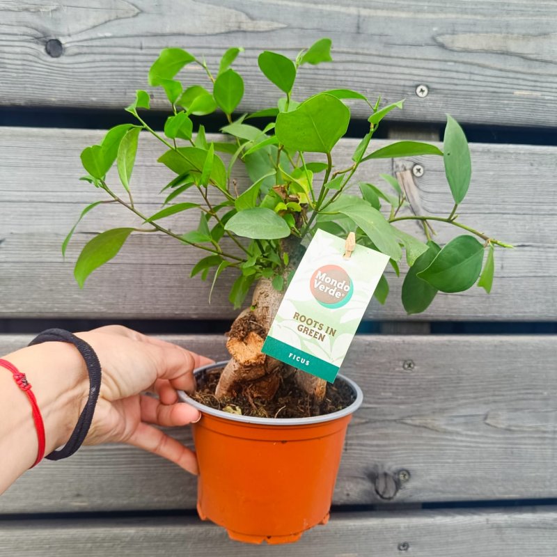Ficus microcarpa (Fikus ženšenový) ‘GINSENG RETUSA’ - výška 15-20 cm, Ø 20-30 cm, kont. C1L Ficus microcarpa (Fikus ženšenový) ‘GINSENG RETUSA’ - výška 15-20 cm, Ø 20-30 cm, kont. C1L
